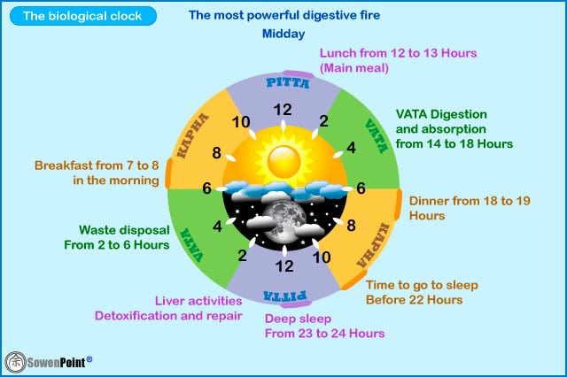 The biological routine of the human being
