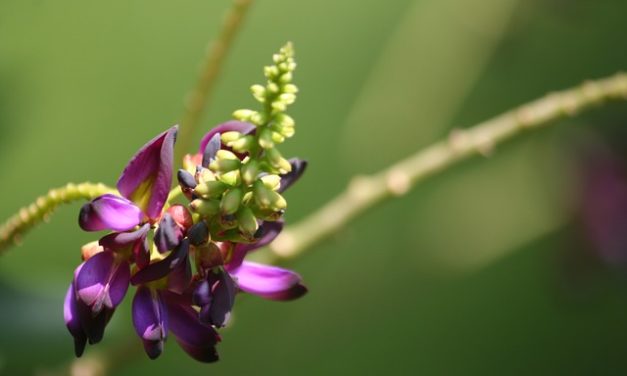 Kuzú (Pueraria lobata syn) Regenerates the intestinal flora, detoxifies the Liver