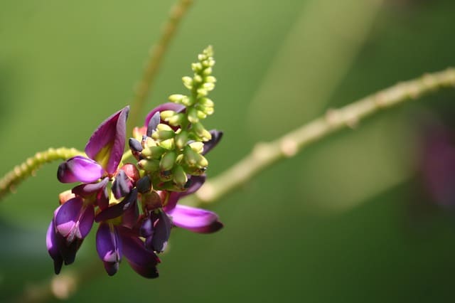 Kuzú (Pueraria lobata syn) Regenerates the intestinal flora, detoxifies the Liver