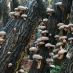 Shitake medicinal fungus detoxifies and revitalizes