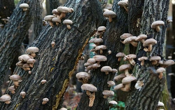 Shitake medicinal fungus detoxifies and revitalizes