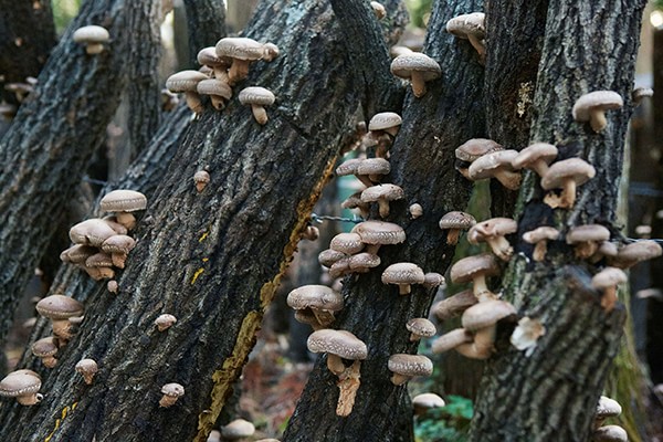 Shitake medicinal fungus detoxifies and revitalizes